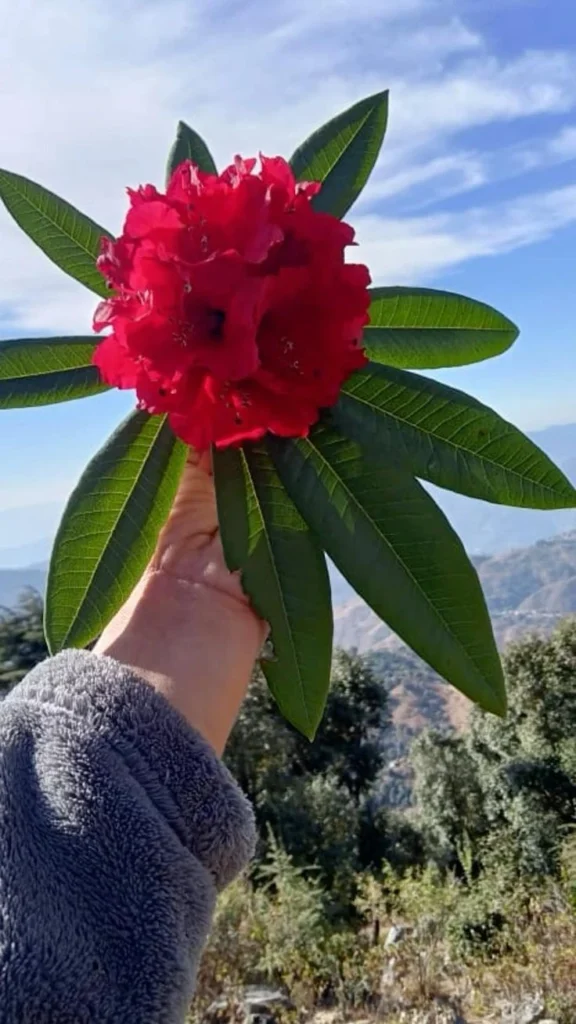 Chopta
