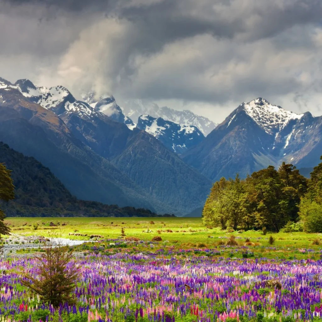 valley of flowers in august